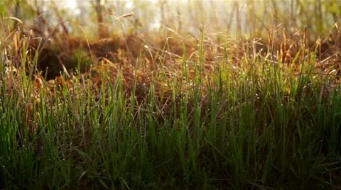 Dew on the grass of spring. Stock Footage 10913341