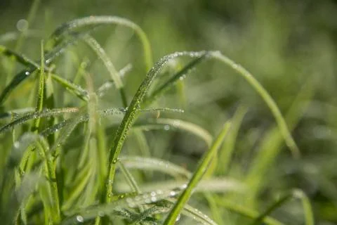 Dew on a grass in spring Stock Photos