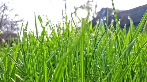 Dew on the grass on a sunny day Stockbeeldmateriaal 88317036
