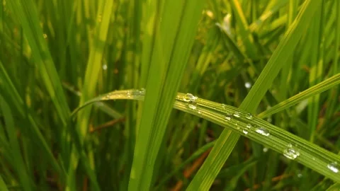Dew on Grass at Sunrise Stock Footage 276348852