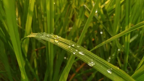 Dew on Grass at Sunrise Stock Footage 276348865