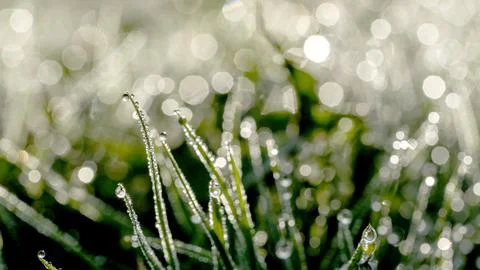 Dew on the grass in the sun's rays macro 스톡 사진