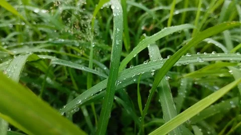 Dew on grass. textured effect. natural background Video stock 308990789