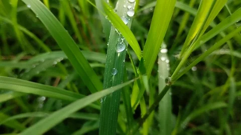 Dew on grass. textured effect. natural background Stock Footage 309443560