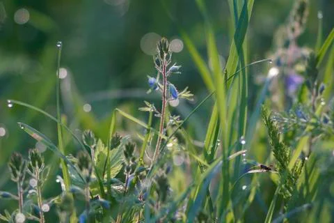 Dew grasshopper Stock Photos