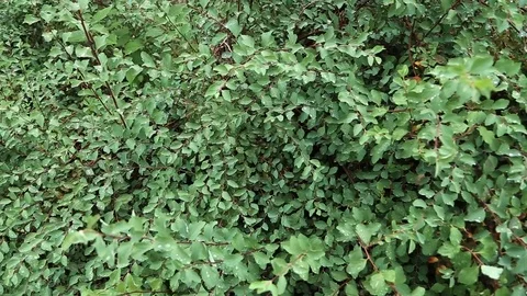 Dew on a green bush Stock Footage 72619113