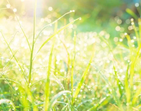 Dew Green Grass Background, Drop Water Wet Leaf Lawn blur Bokeh Field 写真素材