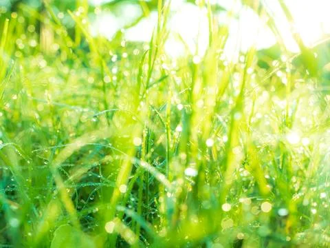 Dew Green Grass Background, Drop Water Wet Leaf Lawn blur Bokeh Field 스톡 사진