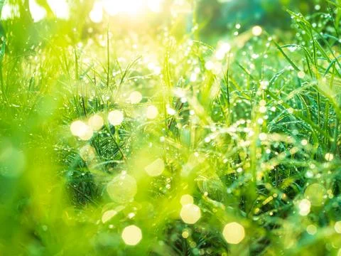 Dew Green Grass Background, Drop Water Wet Leaf Lawn blur Bokeh Field Stock Photos