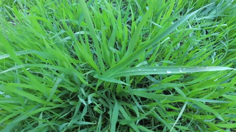 Dew on green grass. Close up Stock Footage 94767259