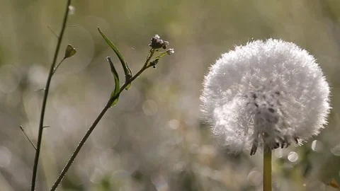 Dew on the green grass. Dandelion. Stock Footage 99782509