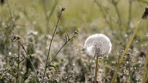 Dew on the green grass. Dandelion Stock Footage 99782668