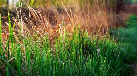 Dew on green grass. Stock Footage 10913329