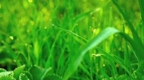 Dew on green grass Stock Footage 12526312