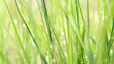 Dew on green grass Stock Footage 24378728