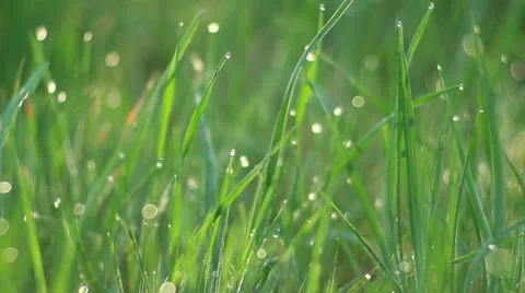 Dew on the green grass Stock Footage 54953445