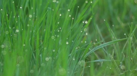 Dew on the green grass Stock Footage 54953446