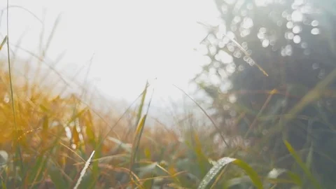 Dew on the green grass Stock Footage 73568389