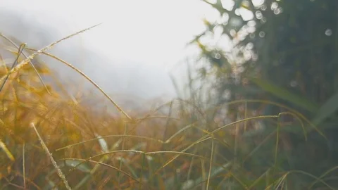 Dew on the green grass Stock Footage 73568502