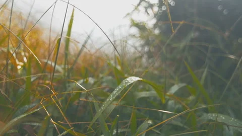 Dew on the green grass Stock Footage 73568635