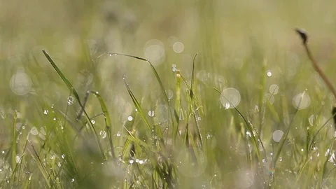 Dew on the green grass Stock Footage 99782487