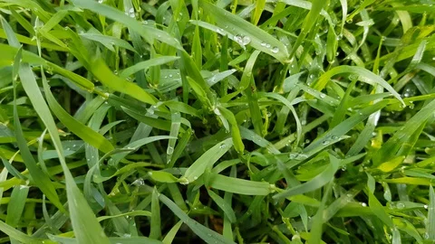 Dew on green grass Stock Footage 129890259