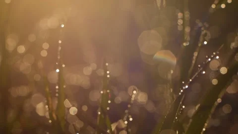 Dew on the green grass Vídeos de archivo 130265039