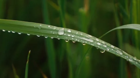 Dew on the green grass Stock Footage 132781785