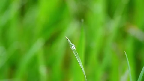 Dew on the green grass Stock Footage 169476644