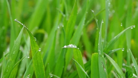 Dew on the green grass Stockbeeldmateriaal 169478865