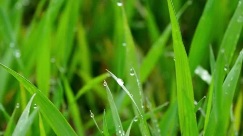 Dew on the green grass Видео 169478906