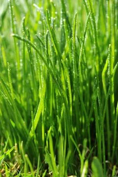 Dew on  green grass Stock Photos