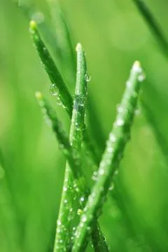 Dew on  green grass Foto stock