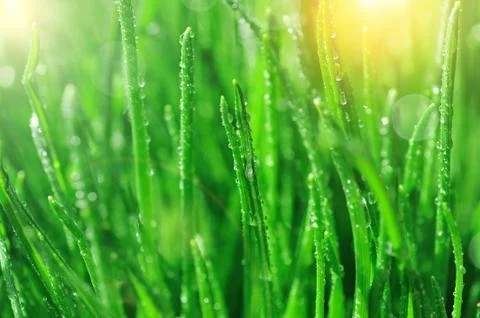 Dew on  green grass Stock Photos