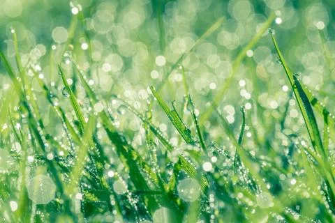 Dew on green grass Foto stock