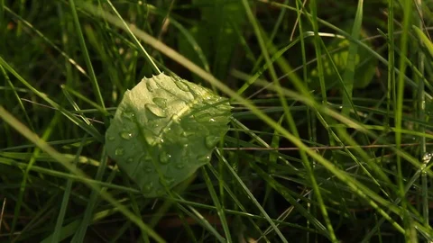 Dew on green grass in spring on a blurred background close-up. nature with water Stock Footage 109449541