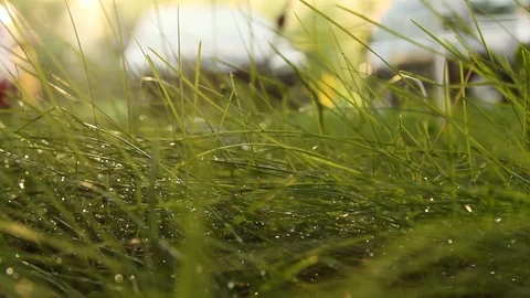Dew on green grass in spring on a blurred background close-up. nature in macro Stock Footage 109449600