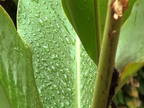 Dew in Green Leaf Stock Footage 101211650