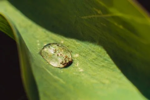 Dew on green leaf Stock Photos