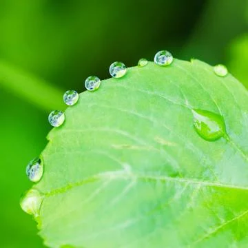 Dew on green leaf Stock Photos