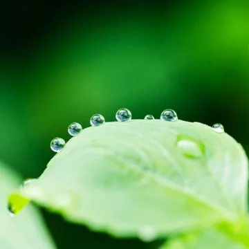 Dew on green leaf Stock Photos