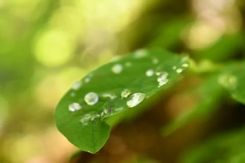 Dew on Green Leaf Stock Photos
