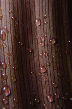 Dew on a green leaf Stock Photos