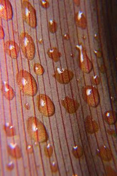 Dew on a green leaf Stock Photos