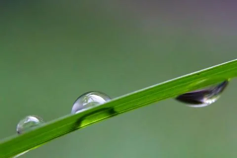 The dew at green leaf Stock Photos