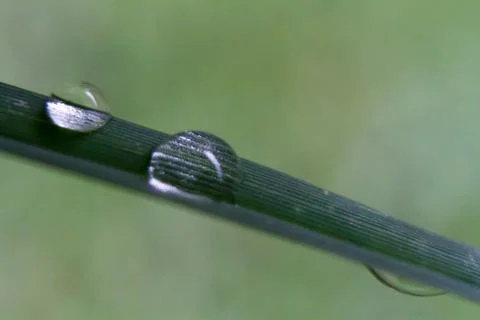 The dew at green leaf Foto stock