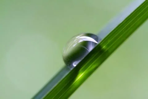The dew at green leaf Stock Photos