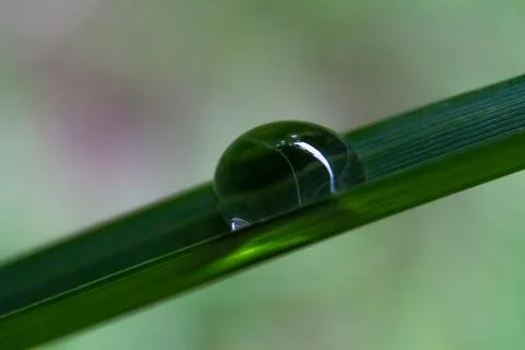 The dew at green leaf Foto stock