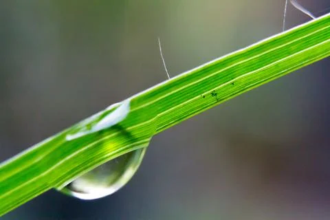 The dew at green leaf Foto stock