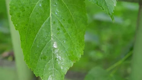 Dew on a green leaflet of a tree. The movement of the leaf. Stock Footage 155682155